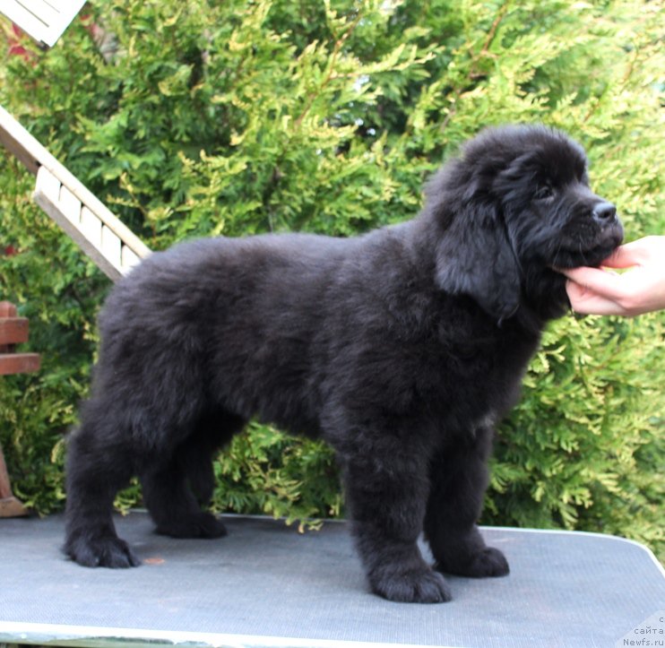 Фото: Девочка, зеленая ента, помет 