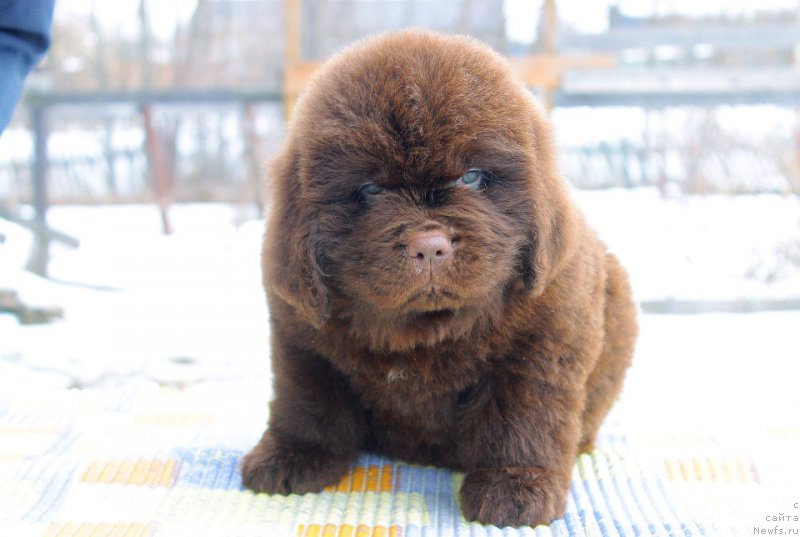 Фотография № 223984