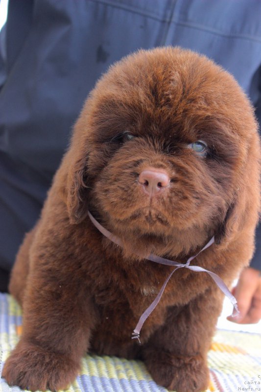 Фотография № 223985