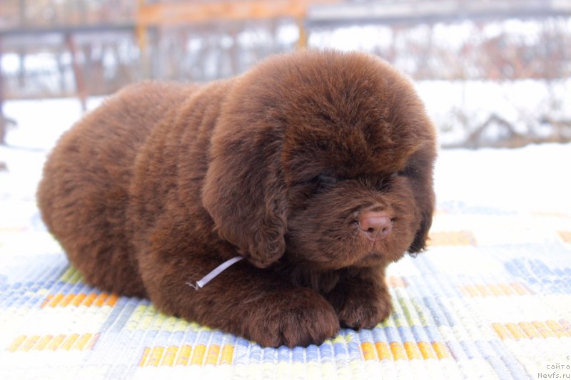 Фотография № 223986