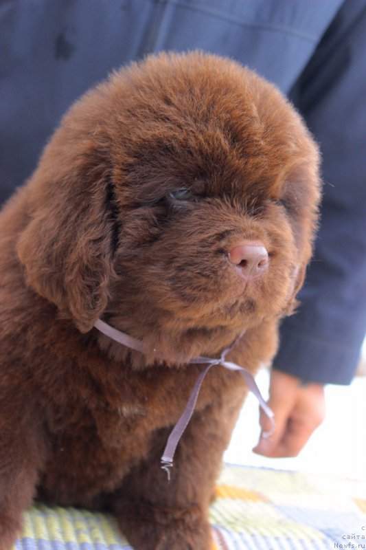 Фотография № 223987