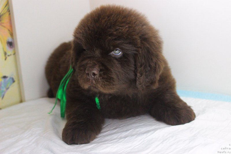 Фотография № 223990