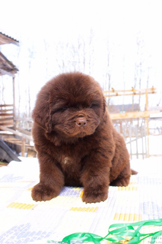 Фото: ньюфаундленд Браунблад МСК Джой Орсон