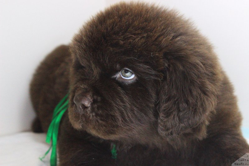 Фотография № 223992