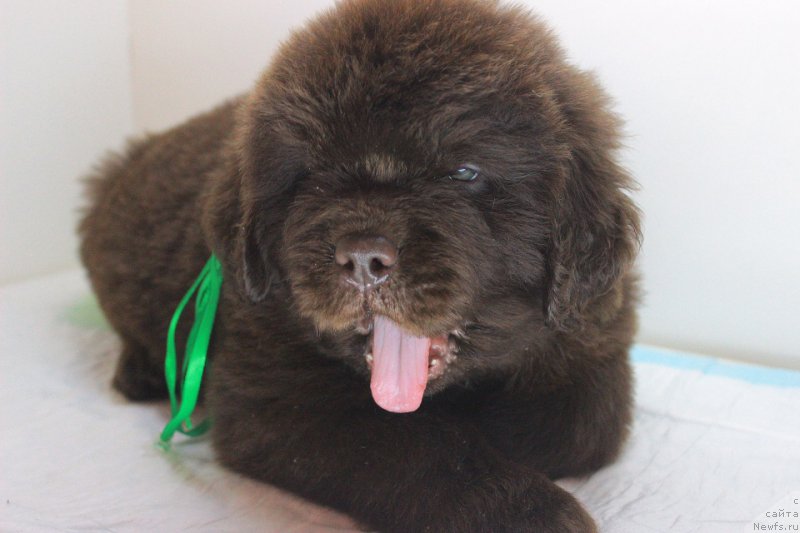 Фотография № 223993