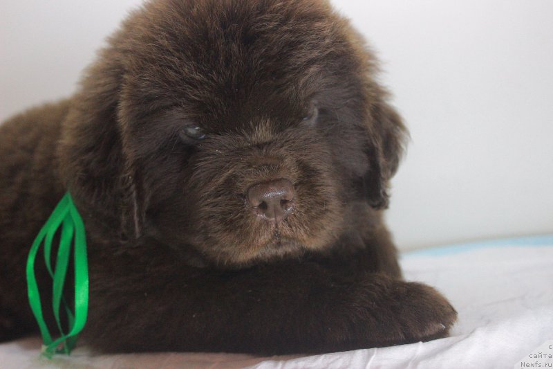 Фотография № 223994