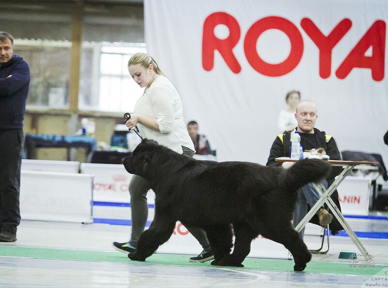 Фото: ньюфаундленд Браунблад МСК Вина Коррайн