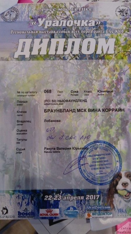 Фото: ньюфаундленд Браунблад МСК Вина Коррайн