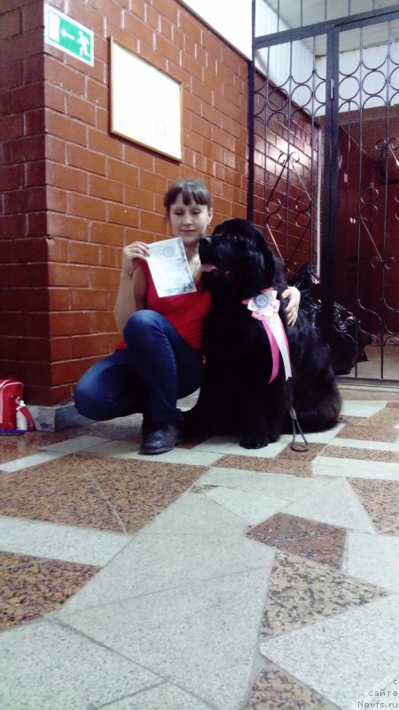 Фото: ньюфаундленд Браунблад МСК Вина Коррайн