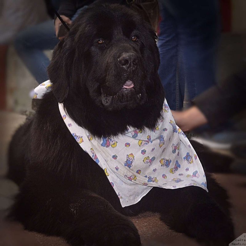 Фото: ньюфаундленд Браунблад МСК Вина Коррайн