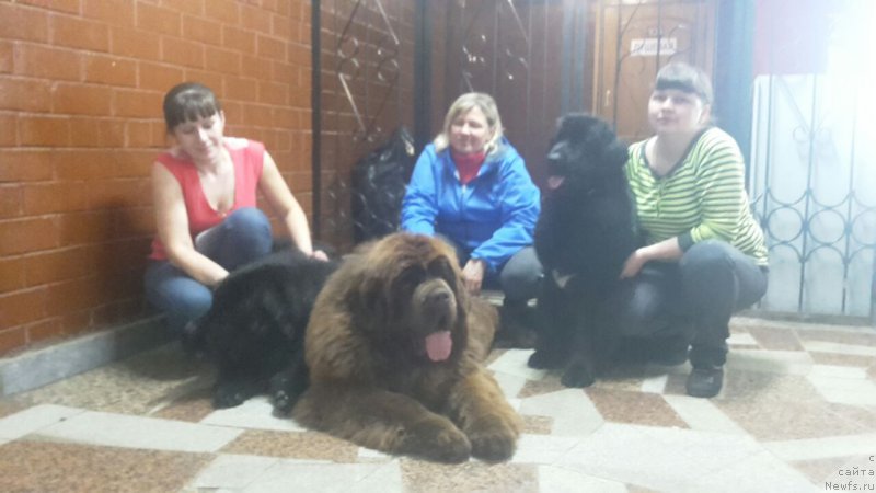 Фото: ньюфаундленд Браунблад МСК Вина Коррайн, ньюфаундленд Браунблад МСК Велес Алистер (Brownblood MSK Veles Alister)