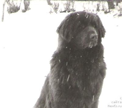 Фото: ньюфаундленд Марица