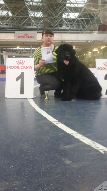 Фото: ньюфаундленд Арсэла Бьюти