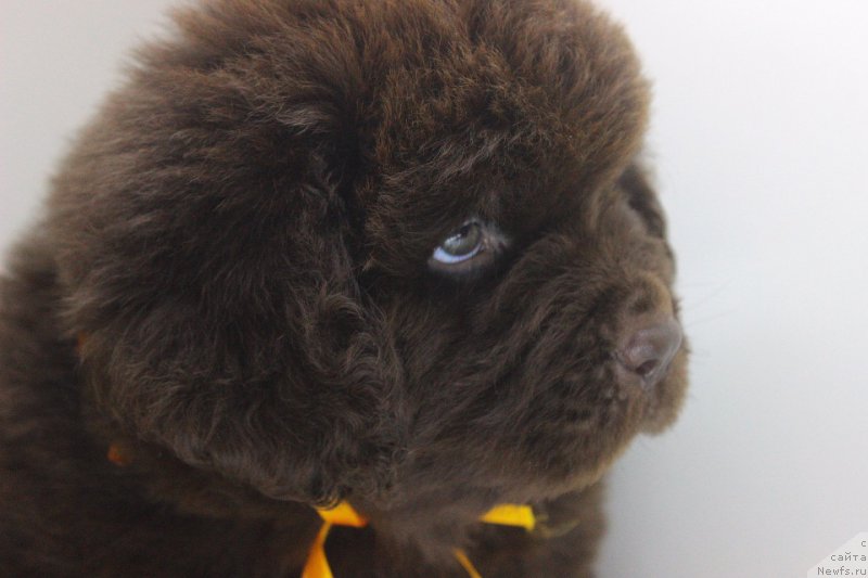 Фотография № 224003