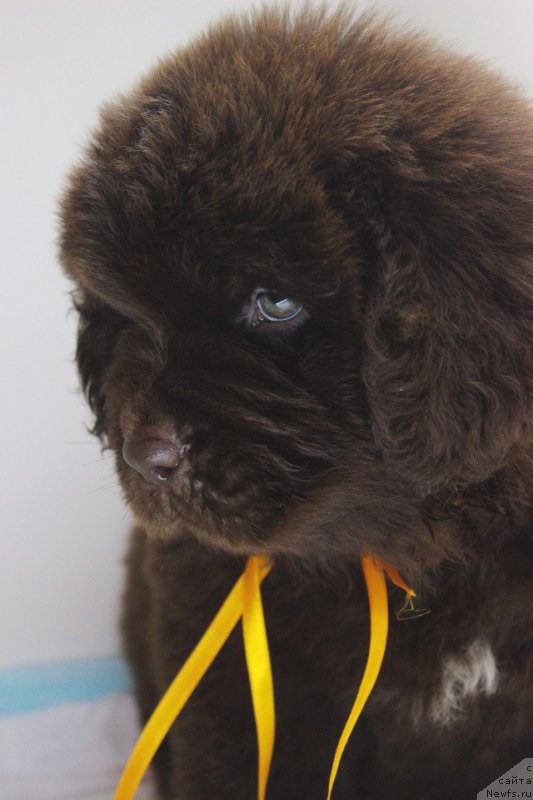 Фотография № 224004