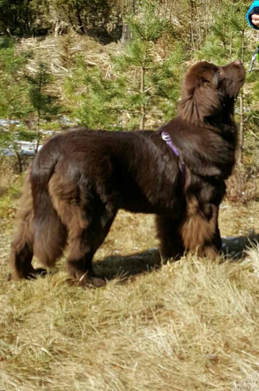 Фото: ньюфаундленд Браунблад МСК Альпина Гуардиан Соул (Brownblood MSK Alpina Guardian Soul)