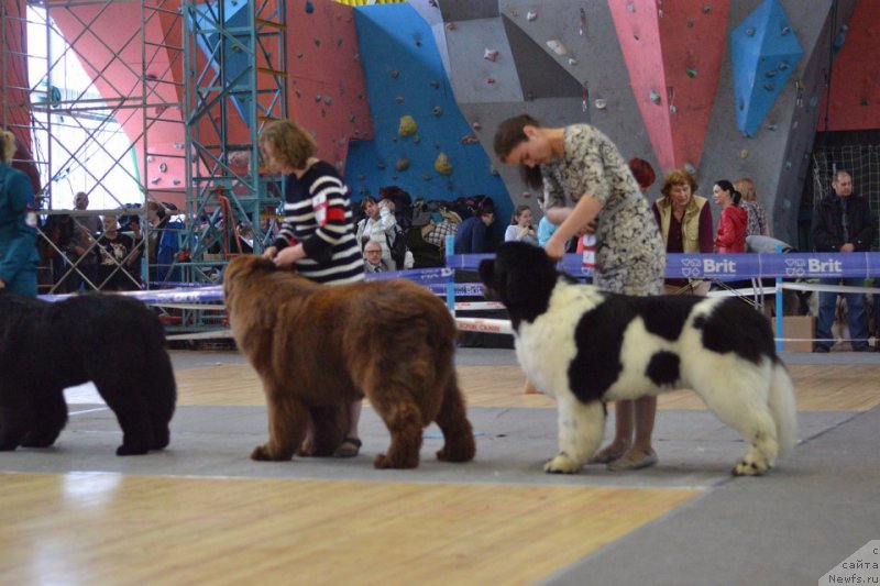 Фото: ньюфаундленд Браунблад МСК Велес Алистер (Brownblood MSK Veles Alister)