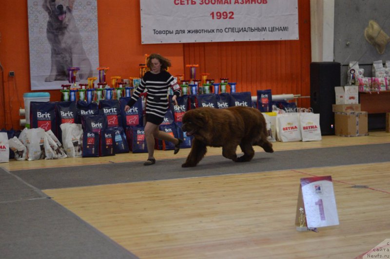 Фото: ньюфаундленд Браунблад МСК Хаким Голд Хайдар (Brownblood MSK Hakim Gold Haydar)