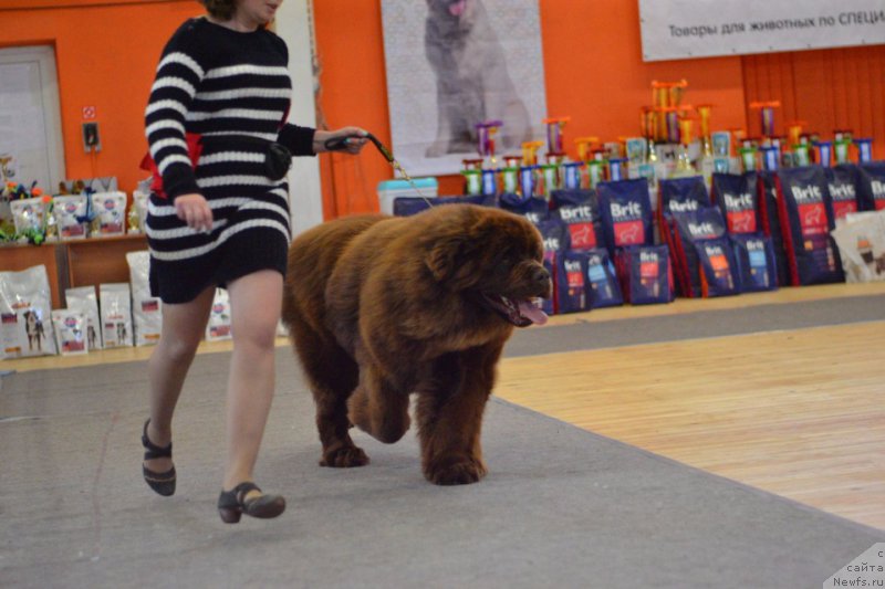 Фото: ньюфаундленд Браунблад МСК Велес Алистер (Brownblood MSK Veles Alister)