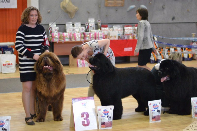 Фото: ньюфаундленд Браунблад МСК Хаким Голд Хайдар (Brownblood MSK Hakim Gold Haydar)