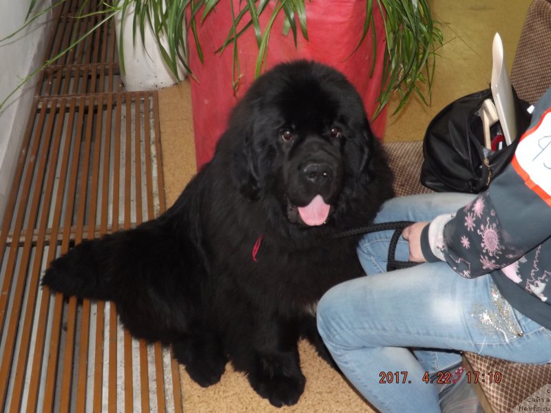 Фото: ньюфаундленд Крепкий Орешек от Сибирского Медведя (Krepkiy Oreshek ot Sibirskogo Medvedja)