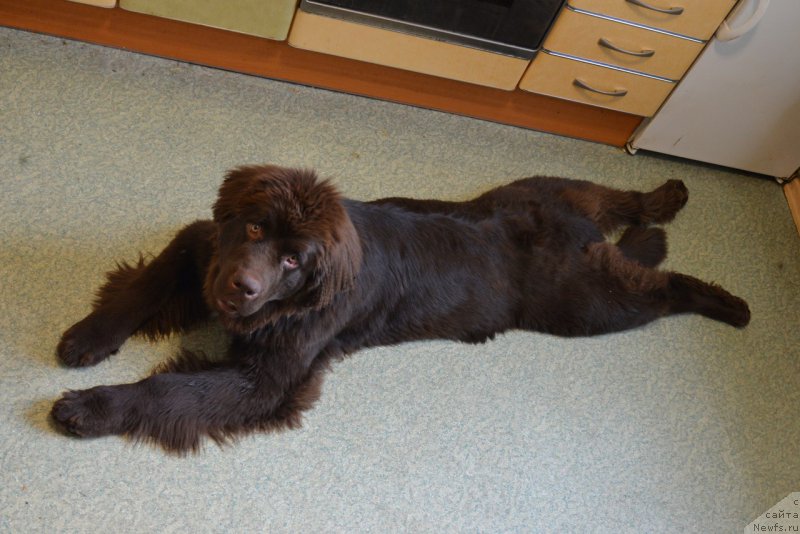 Фото: ньюфаундленд Браунблад МСК Абрамс-Стронг (Brownblood MSK Abrams-Strong)