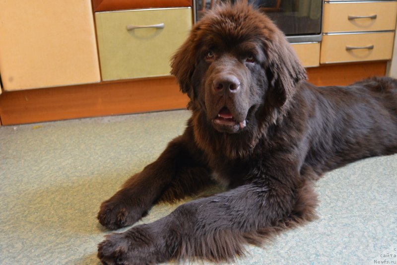 Фото: ньюфаундленд Браунблад МСК Абрамс-Стронг (Brownblood MSK Abrams-Strong)