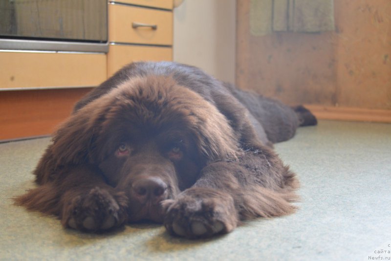 Фото: ньюфаундленд Браунблад МСК Абрамс-Стронг (Brownblood MSK Abrams-Strong)