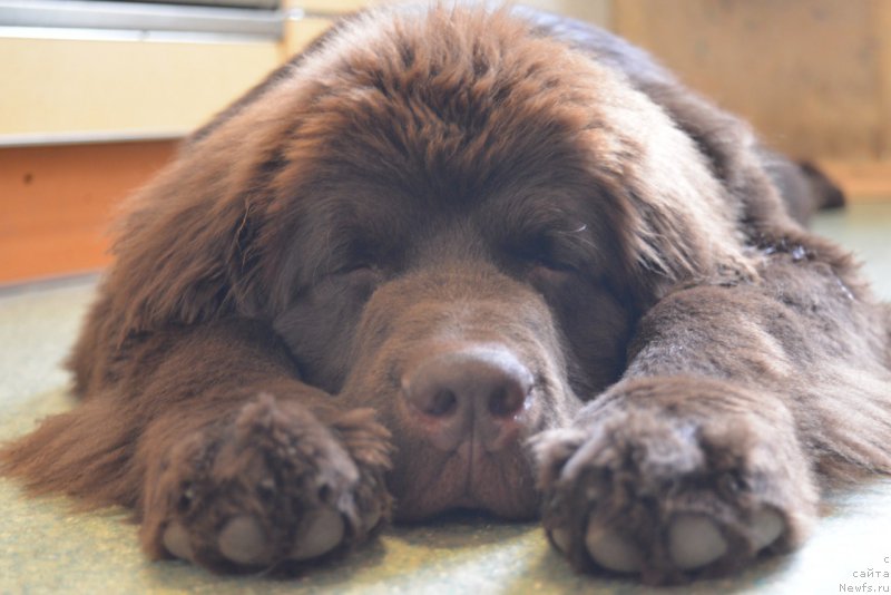 Фото: ньюфаундленд Браунблад МСК Абрамс-Стронг (Brownblood MSK Abrams-Strong)