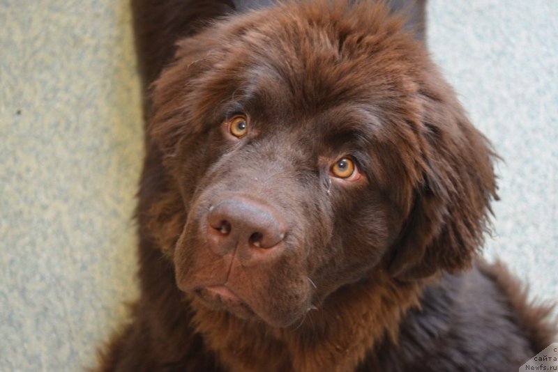 Фото: ньюфаундленд Браунблад МСК Абрамс-Стронг (Brownblood MSK Abrams-Strong)