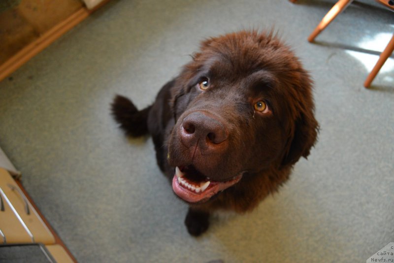 Фото: ньюфаундленд Браунблад МСК Абрамс-Стронг (Brownblood MSK Abrams-Strong)