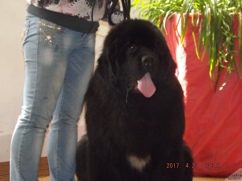 Фото: ньюфаундленд Крепкий Орешек от Сибирского Медведя (Krepkiy Oreshek ot Sibirskogo Medvedja)