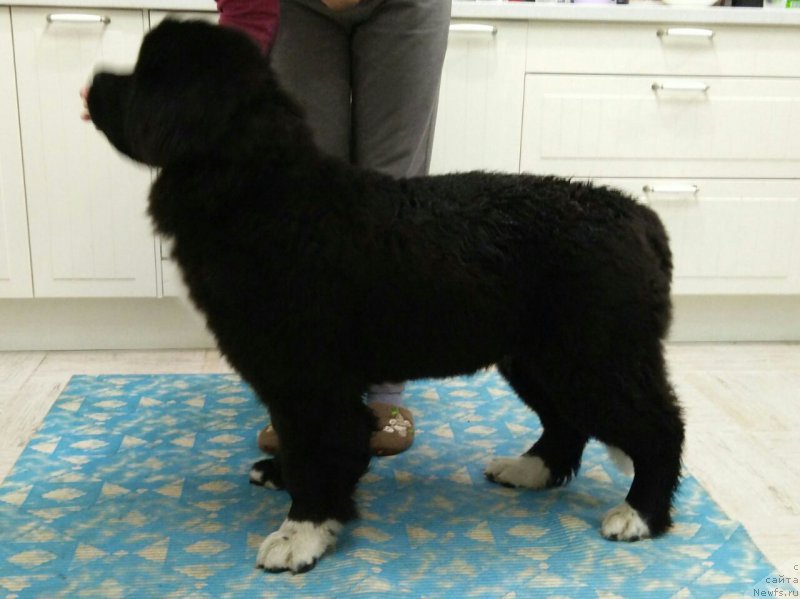 Фото: ньюфаундленд Супер Бизон Татонка