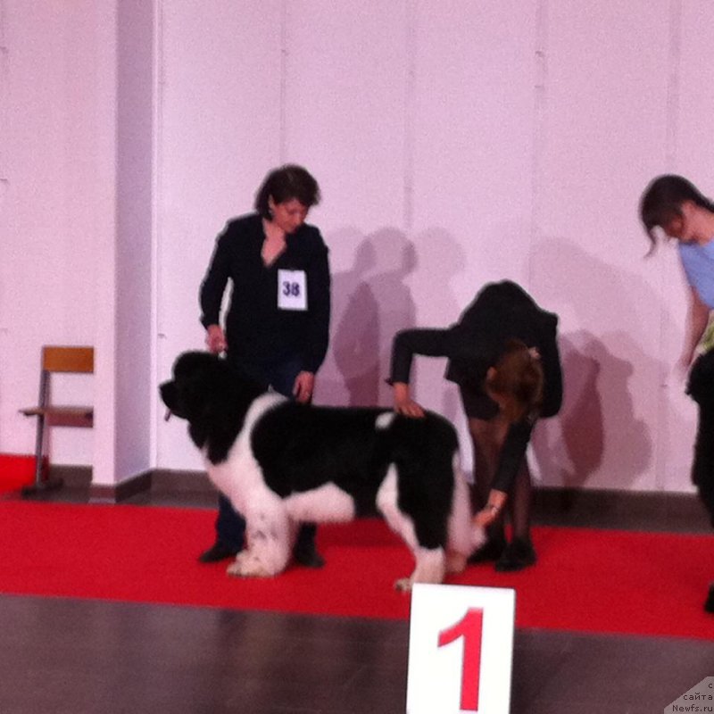 Фото: ньюфаундленд Супер Бизон Матильда