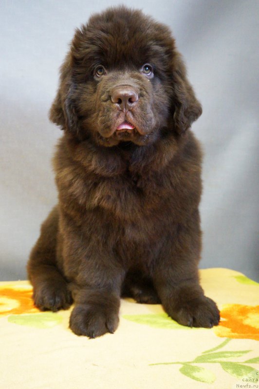 Фото: ньюфаундленд Браунблад МСК Нэтти Мэй