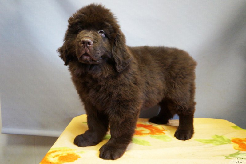 Фото: ньюфаундленд Браунблад МСК Нэтти Мэй