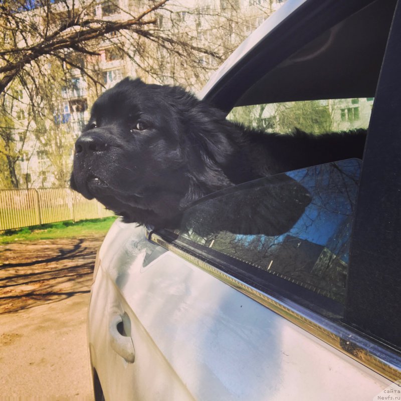 Фото: ньюфаундленд Черный Балу Жерар