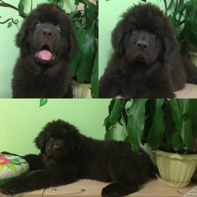 Фото: ньюфаундленд Браунблад МСК Ларчи Ардон (Brownblood MSK Larchie Ardon)