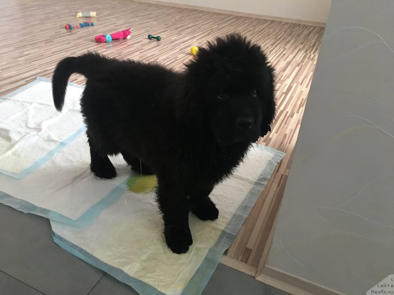 Фото: ньюфаундленд Браунблад MCК Лави Нэман (Brownblood MSK Lavy Neman)