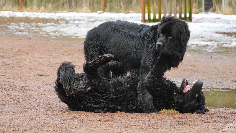 Фото: ньюфаундленд Черная Мафия Балл оф Фире (Chernaya Mafia Ball of Fire), ньюфаундленд Черная Мафия Беауту Беуонд Сенсес (Chernaya Mafia Beauty Beyond Senses)