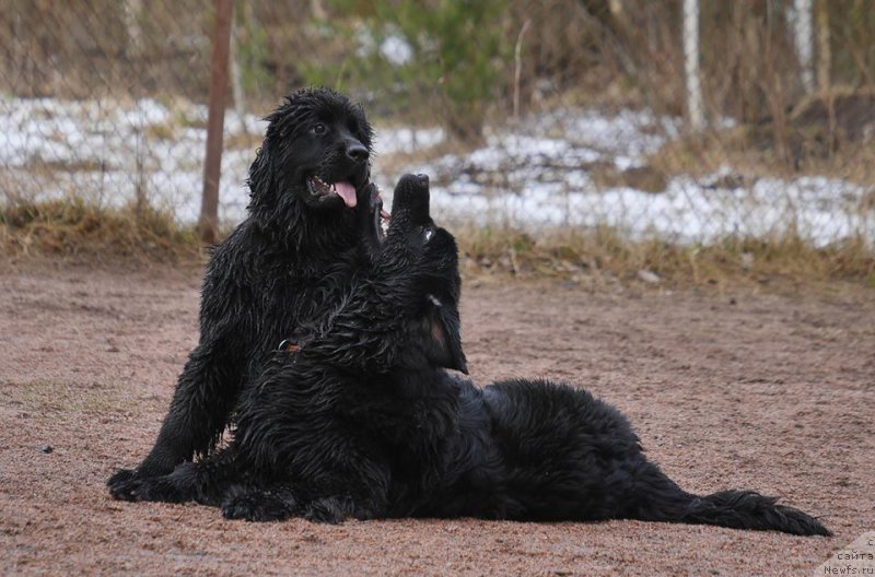 Фото: ньюфаундленд Черная Мафия Балл оф Фире (Chernaya Mafia Ball of Fire), ньюфаундленд Черная Мафия Беауту Беуонд Сенсес (Chernaya Mafia Beauty Beyond Senses)