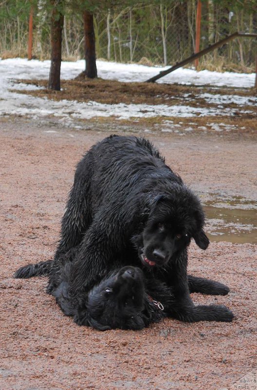 Фото: ньюфаундленд Черная Мафия Балл оф Фире (Chernaya Mafia Ball of Fire), ньюфаундленд Черная Мафия Беауту Беуонд Сенсес (Chernaya Mafia Beauty Beyond Senses)