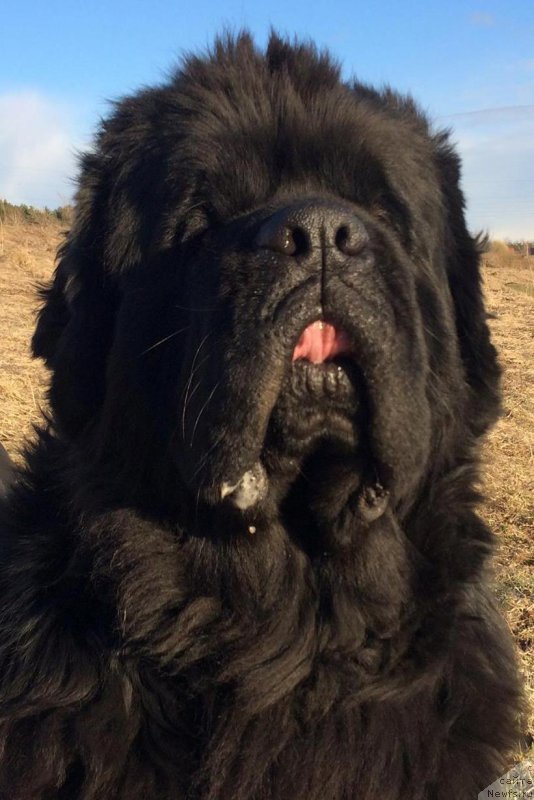 Фото: ньюфаундленд Черная Мафия Шорт анд Свеет (Chernaya Mafia Short and Sweet)