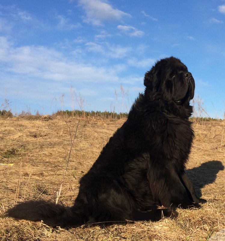 Фото: ньюфаундленд Черная Мафия Шорт анд Свеет (Chernaya Mafia Short and Sweet)