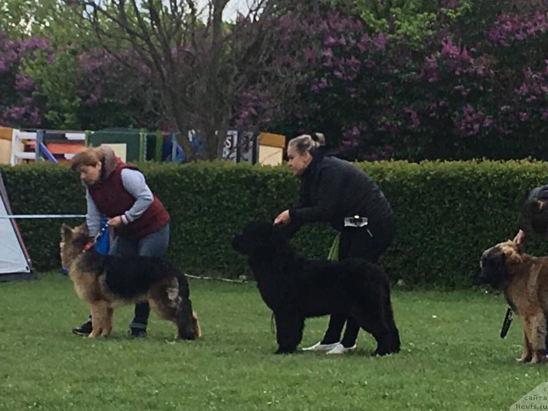 Фото: ньюфаундленд Ньюфорт Инстинкт Виннер Кнайт Итус