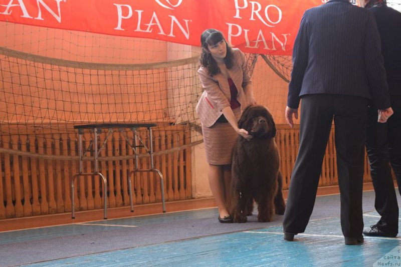 Фото: ньюфаундленд Браунблад МСК Сабина Эстер (Brownblood MSK Sabina Ester)