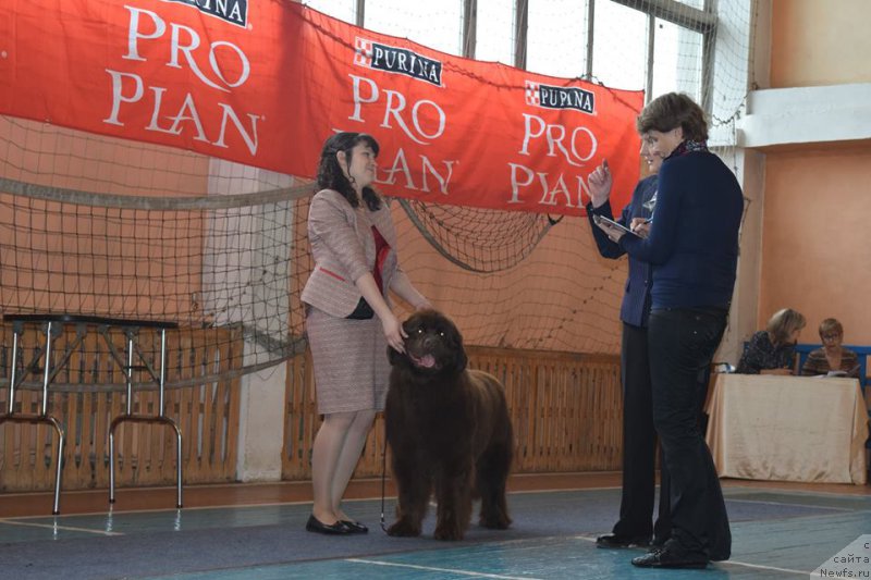 Фото: ньюфаундленд Браунблад МСК Сабина Эстер (Brownblood MSK Sabina Ester)
