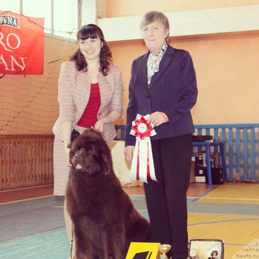 Фото: ньюфаундленд Браунблад МСК Сабина Эстер (Brownblood MSK Sabina Ester)