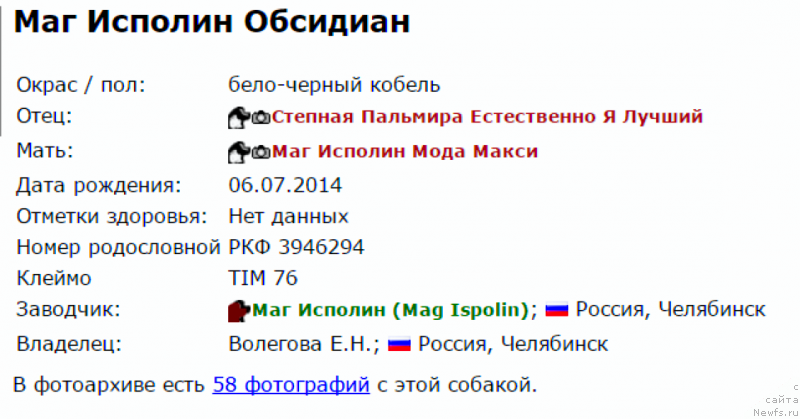 Фото: ньюфаундленд Маг Исполин Обсидиан