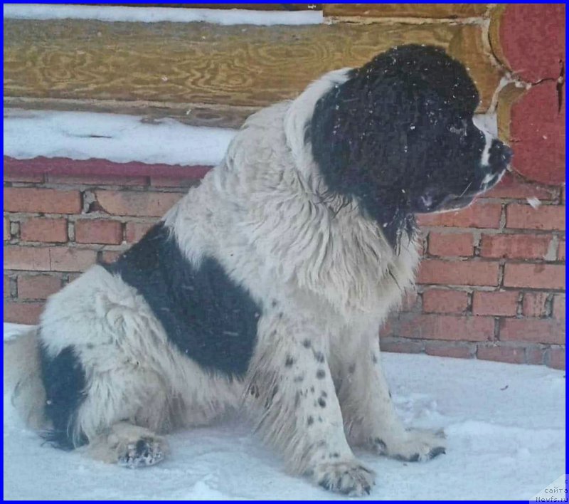 Фото: ньюфаундленд Маг Исполин Обсидиан